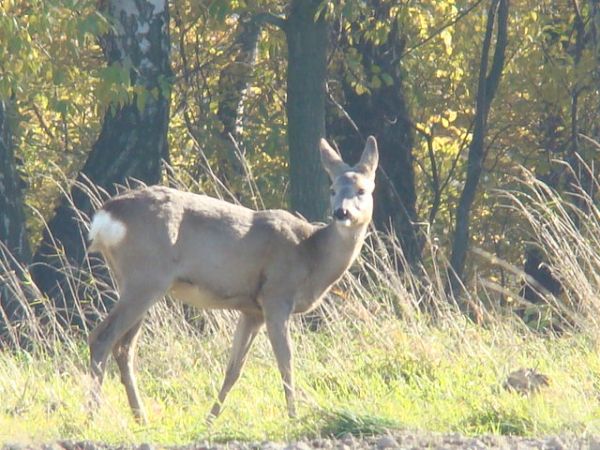Zdjęcia Książenice
