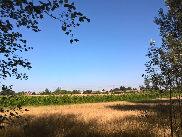 Cóż napisałby Mickiewicz gdyby  z Brzostkowa pochodził  ? " Brzostków - Ojczyzno moja (mała) ,ile cię cenić trzeba ... '  - dalej dopowiemy sami .