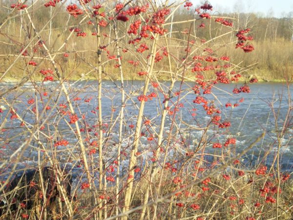 N.Sącz rz. Kamienica