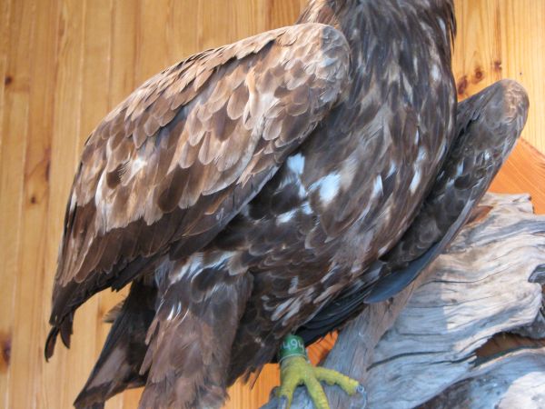 W budynku nadleśnictwa znajduje się interesująca wystawa dotycząca historii lasów, połączona z atrakcyjną ekspozycją owadów, nasion oraz próbek drewna. Na wysta
