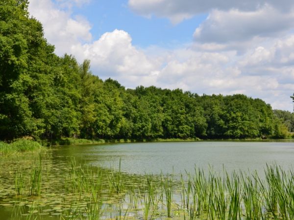 Odrzysko, czyli stare koryto jednej z odnóg Odry