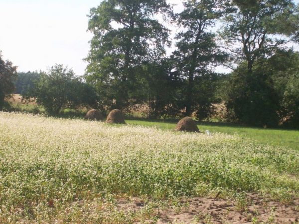 zdjecie Wólka Kątna