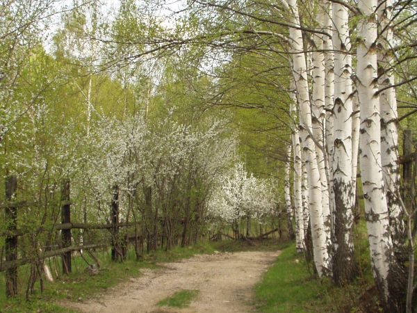 Leśna droga do raju.