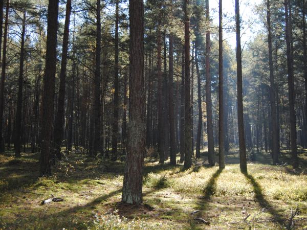 Las w Wygoninie