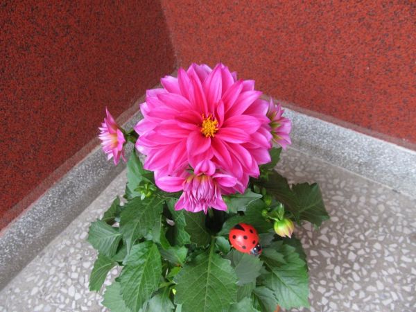 zdjecie Pietrzykowice