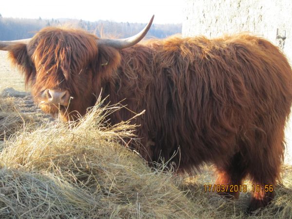 Highland „Szkockie bydło górskie”