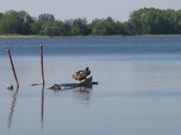 Fauna nad jeziorkiem