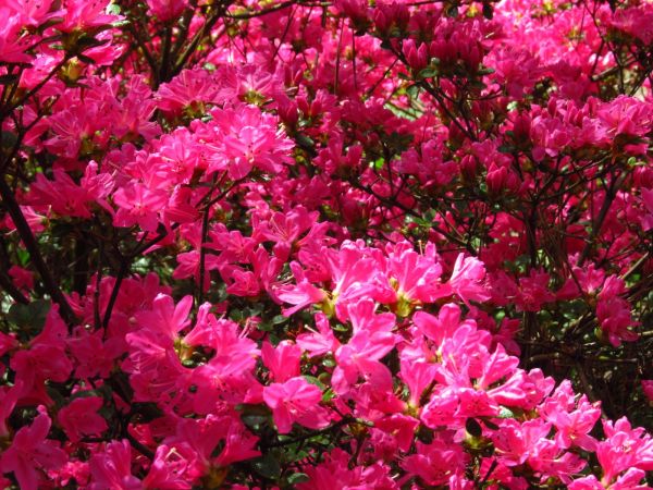 Na działkach w Borsku