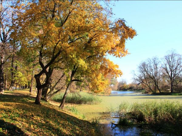 Park w Medyce − pochodzący z drugiej połowy XVI wieku (z reliktami z XIV i XVI wieku).