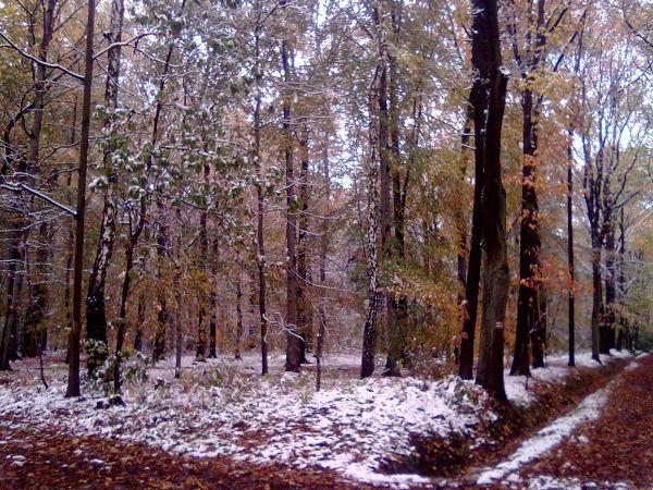 Lasek chorzowski-miejsce spacerów i odpoczynku!