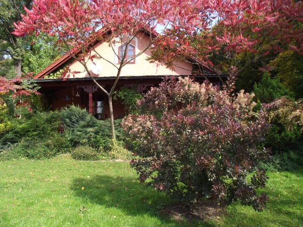 egzotyczne, śródziemnomorskie, bałkańskiego pochodzenia - nasadzenia  krzewów, od strony południowej dworu - tam obfitsza ekspozycja słoneczna, tu nic nie jest