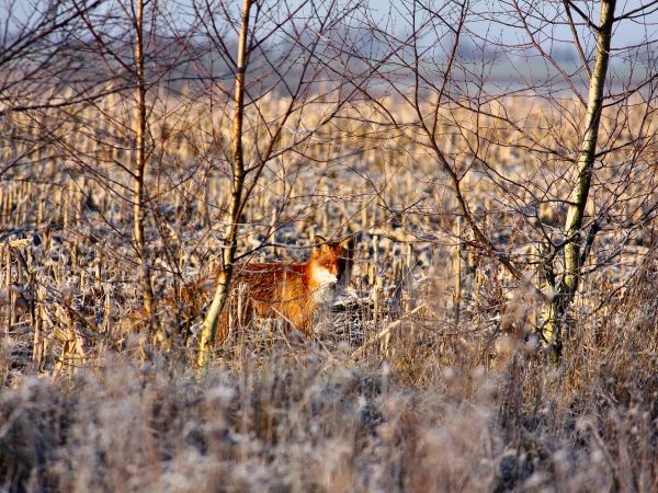 zdjecie Tyniewicze Duże