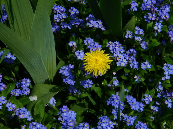 Lato coraz bliżej  Dla alergików trudne chwile