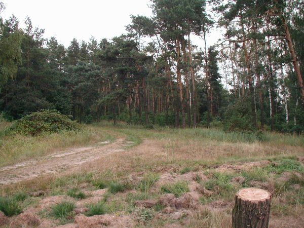 Wygiełdów, górka - ostał się jeno wierzchołek...