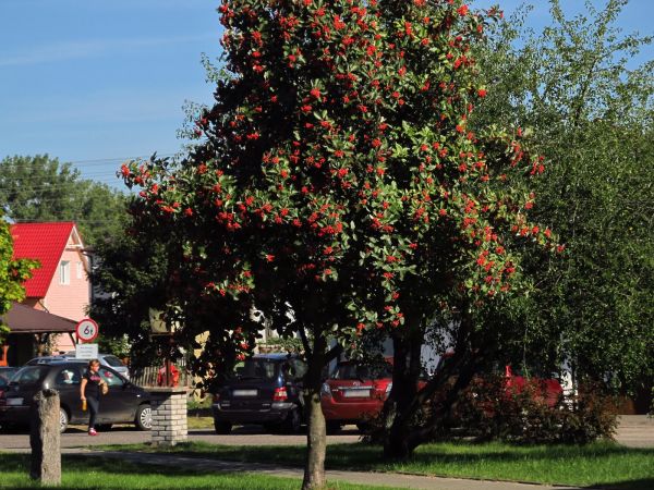 Centrum handlowe i zarazem centrum miasta przy drodze krajowej nr 22 (Gorzów - Elbląg).