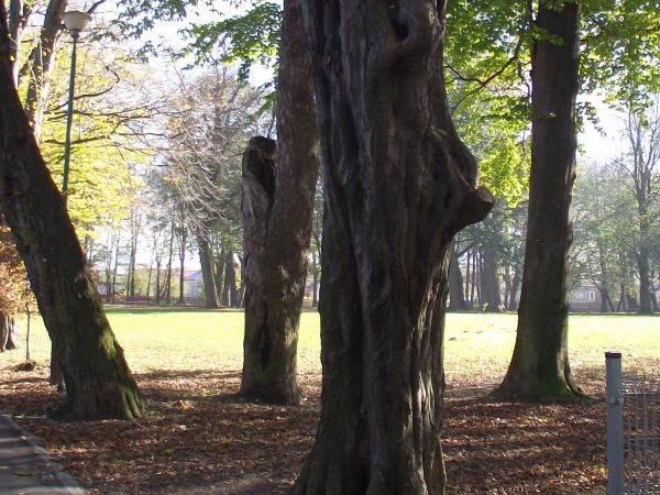 alejką parku dworskiego, tam graby, jawory, jesiony, klony, lipy - często pomnikowe. Jesienią 2015r. na posiedzeniu Rady Gminy podjęto decyzję o konieczności us