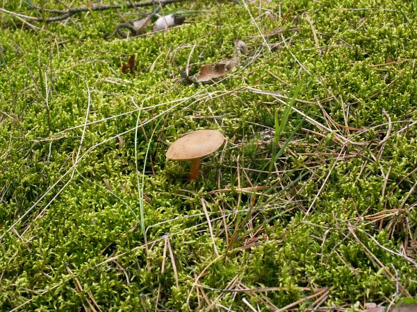 Grzybek na mchu