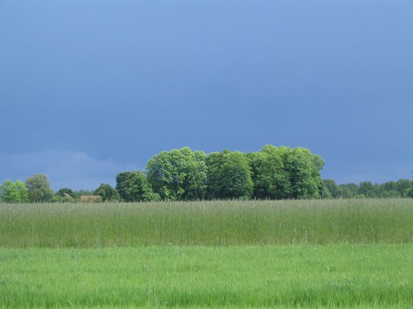 Przed burzą. drzewa w oddali  a w nich najstarszy drewniany dom w Grądach kryty strzechą, niedawno remontowany.