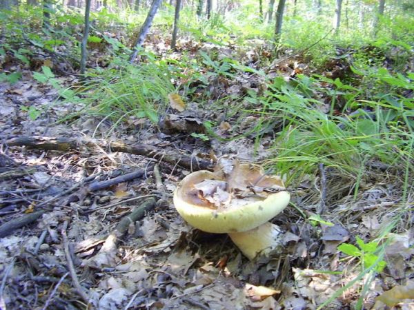 Olbrzym z Wierzchosławickich lasów ;)