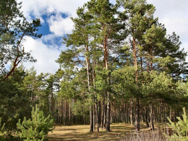 zdjecie Tyniewicze Duże