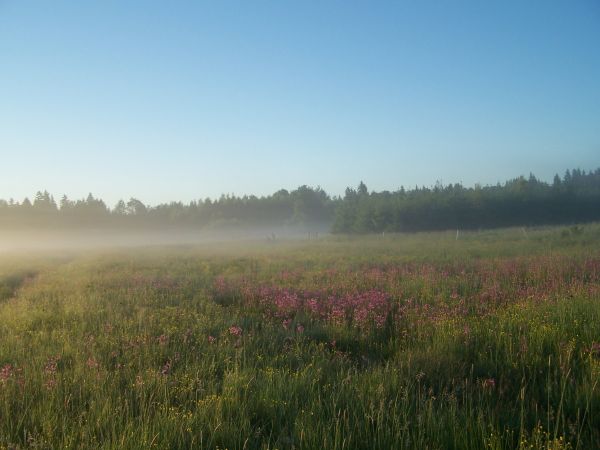 A nawet, jeśli nie uda się rankiem "upolować" żubra, to "piękne okoliczności przyrody" wynagrodzą pobudkę o świcie ;)