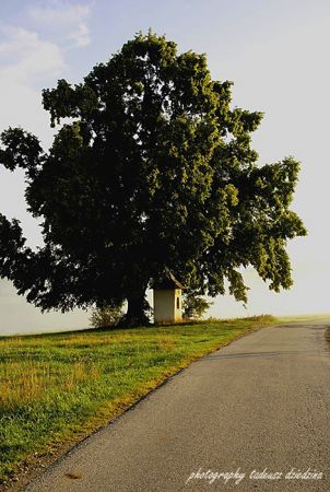 Maruszyna- kapliczka pod lipą.