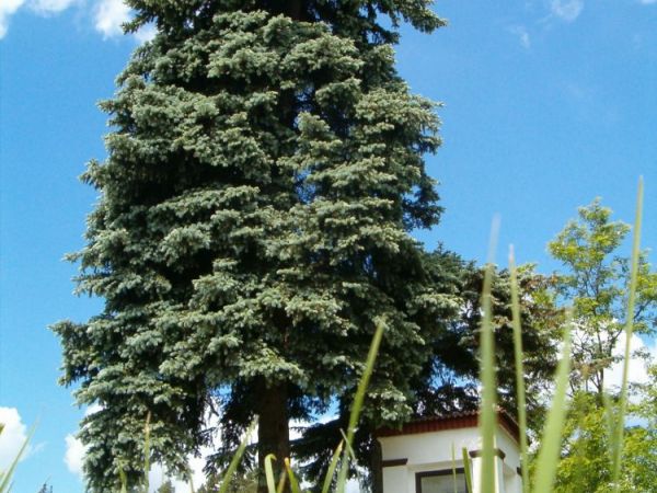 zdjecie Płatkownica