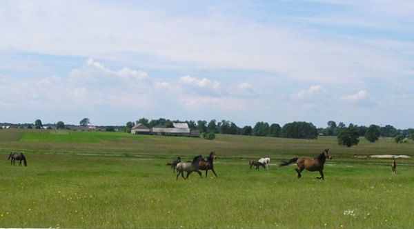 Stadnina pod Kołbielą