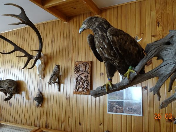 W budynku nadleśnictwa znajduje się interesująca wystawa dotycząca historii lasów, połączona z atrakcyjną ekspozycją owadów, nasion oraz próbek drewna. Na wysta