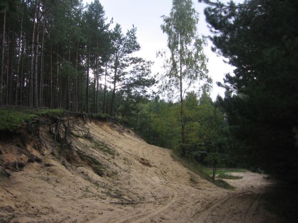 Wydmy w Borach Stobrawskich