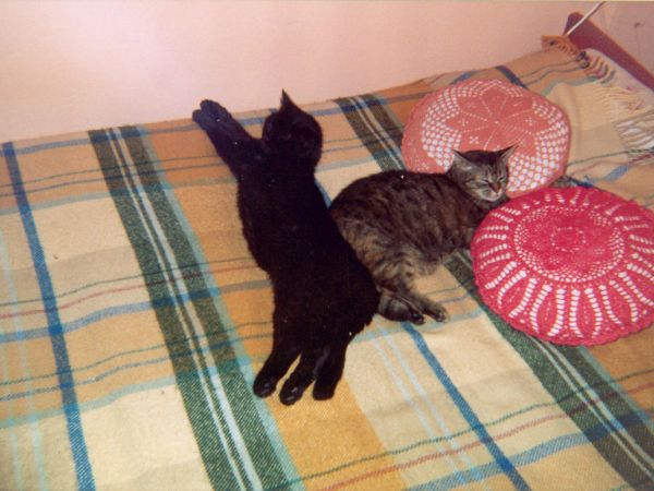 fakt tego kota i kotki nie ma już  kotka przez dziesięć lat nie wychodziła z domu bała się dworu kocurek sam sobie drzwi otwierał jak chciał wyjść lub wejść z d