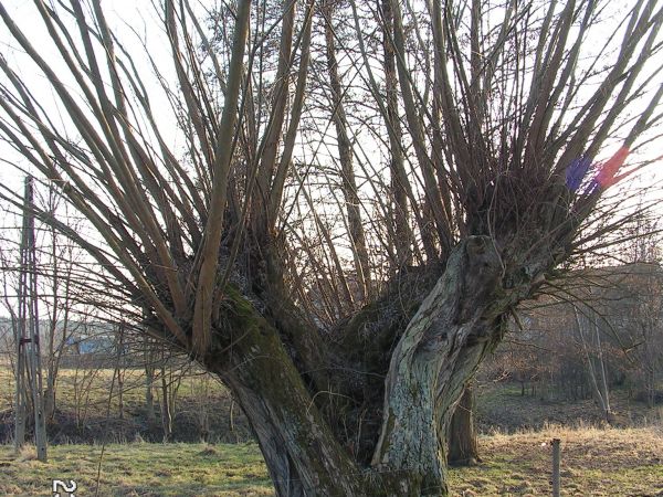 Skorzynice wieś.Ponad 100-letnie wierzby.