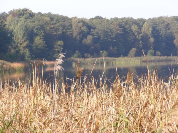 zdjecie Zalesie Górne