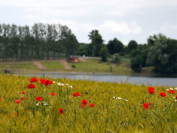 Kuksy - czerwiec 2015