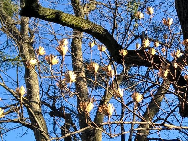 Szyszki tulipanowca.