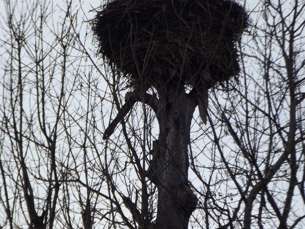 bocianie gniazdo - a miejsce jego założenia jakby przez mieszkańców sugerowane / sprowokowane, no bo o wsparcie konstrukcji zadbano - pewnie "jakiś interes w ty