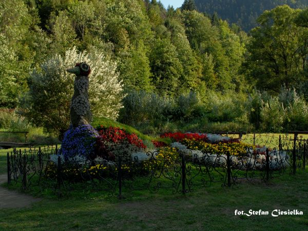 Szczawnica paw na cyplu