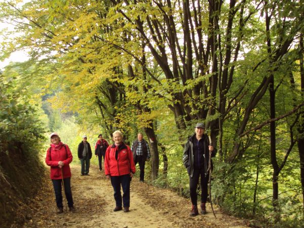 jesień - a my leśnym duktem, "Szlakiem Siedmiu Strumieni", w drzewostanie można zobaczyć pierwsze kolorowe liście na klonach, brzozach, wiązach, lipach i innych