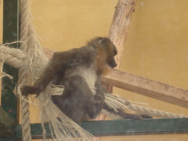 Gdańsk - Oliwa- ZOO