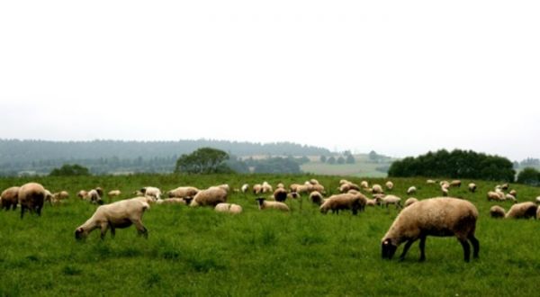 Stado pasących się owiec rasy czarnogłówka.