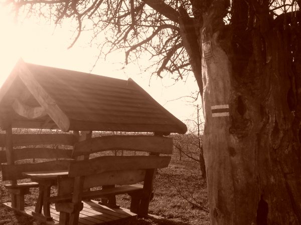 pod gruszą Żeromskiego można teraz usiąść ....