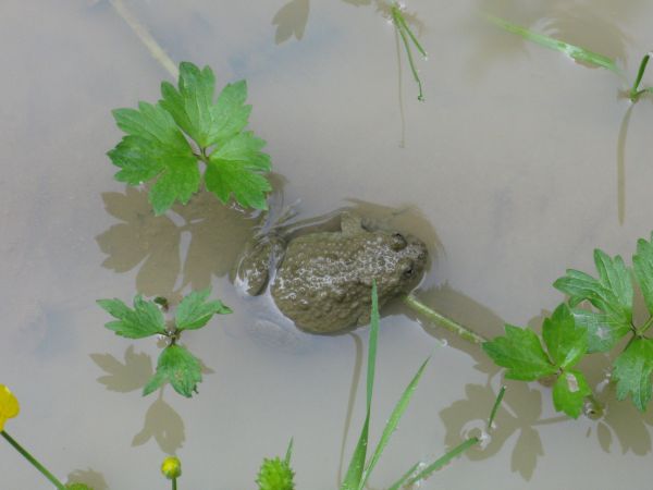w kwestii aktywnej ochrony płazów jest zapewnienie im odpowiednich warunków siedliskowych tj. miejsc bytowania i rozrodu, m.in. tworzenie tzw. "oczek wodnych" a