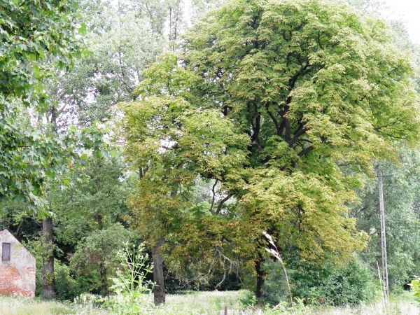 Stary park i dworek szlachecki. Nie zamieszkały i zaniedbany . Na szczęście władze Gminy zabezpieczyły budowlę nowymi dachami i rynnami oraz  zabezpieczeniem ot