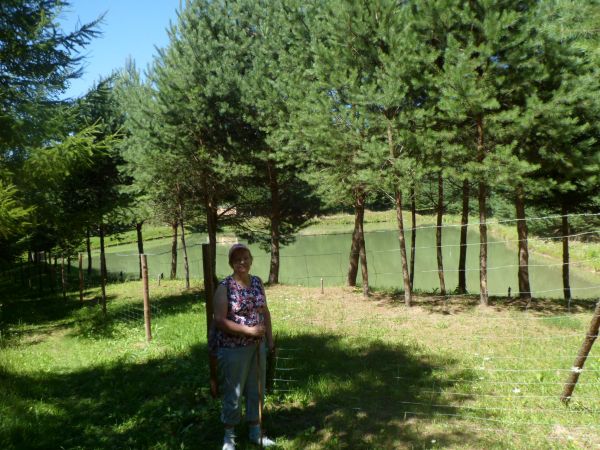 staw hodowlany - po lewej od czołgowiska do kapliczki przy Sanatorium dra Domańskiego.