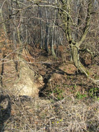 Bełchowski Potok - tak koryto wyrzeźbił, zimą mało śniegu spadło, deszcze wiosenne jeszcze nie padały - toteż i on obfity być nie może - ale jest, ale trwa, geo