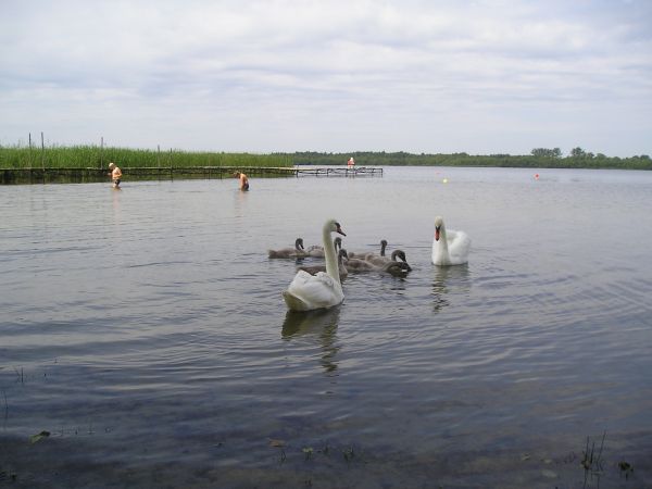 Grabniak - łabędzie na jez. Rotcze