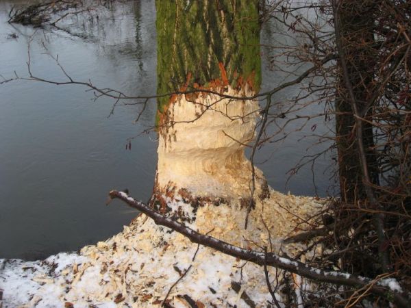 Bobry w rzece Widawka - Szczerców