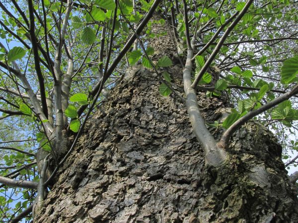 Zdjęcia makro nad brzegiem kanału rzeki Wdy przy plaży gminnej