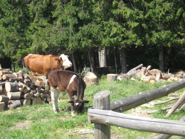 Gospodarstwo na hali