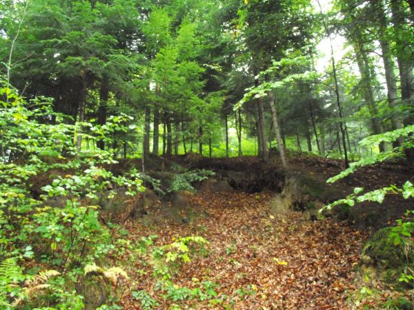 pod płytkimi tarczami korzeniowymi - pewnie też coś "kwateruje", tropów niewiele - nie ma kości, piór ani sierści, czasami np. przy stawach rybnych wydry wiele